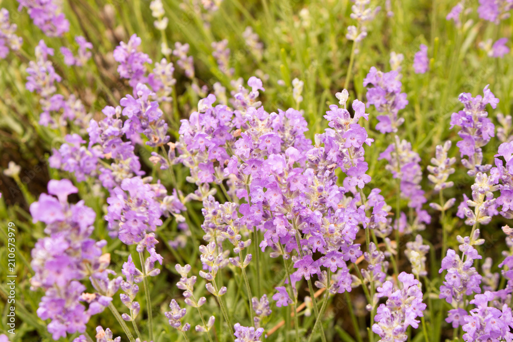 Background of lavender flowers . Selective focus . Flowering lavender