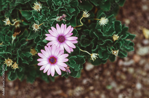 Fototapeta Naklejka Na Ścianę i Meble -  nature poster. purple flowers
