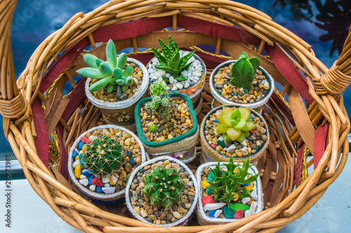 Cactus in handmade pot Small pot for home or office decoration
