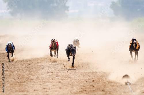 Greyhound at full speed during a race photo