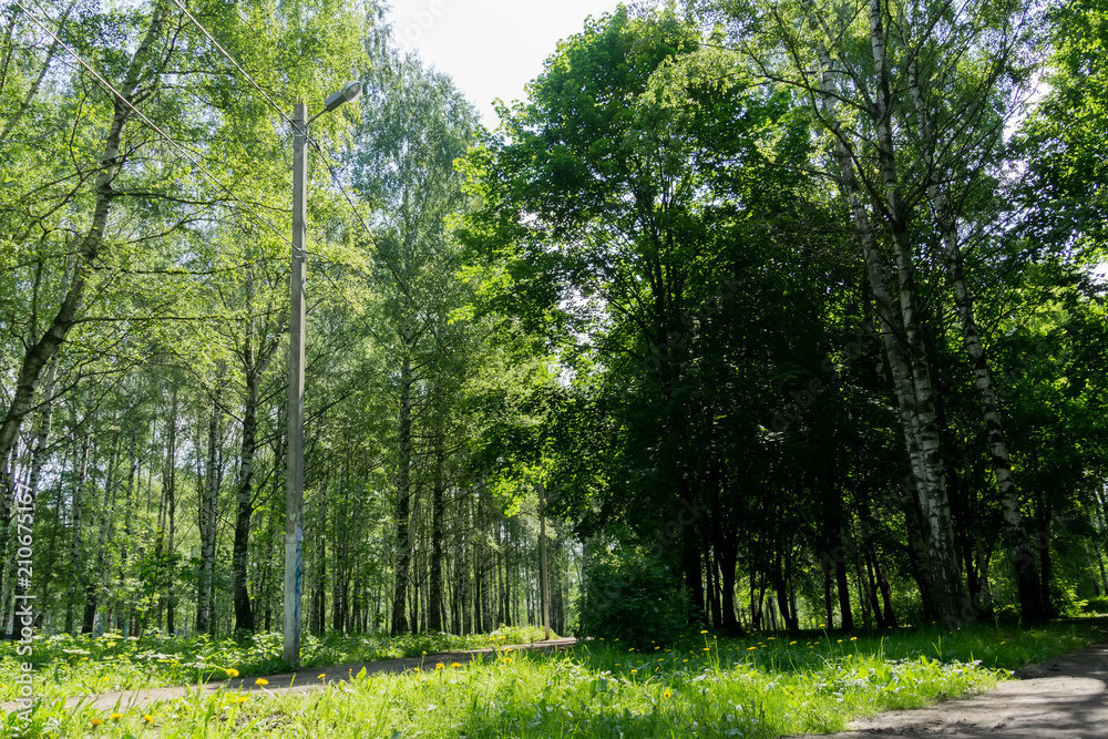 Obraz premium Green trees in summer park