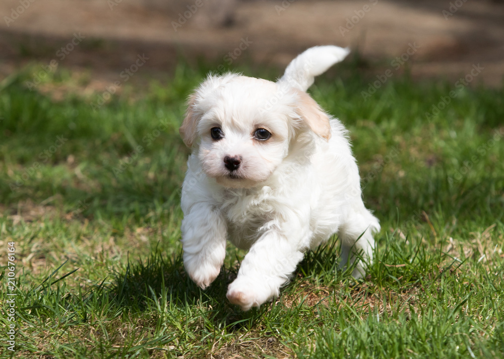 Havanese puppy dog