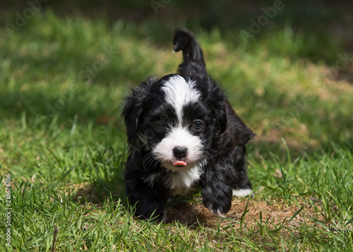 Havanese puppy dog