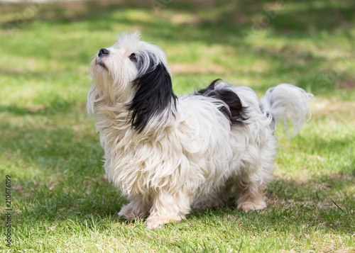 Havanese puppy dog © bina01