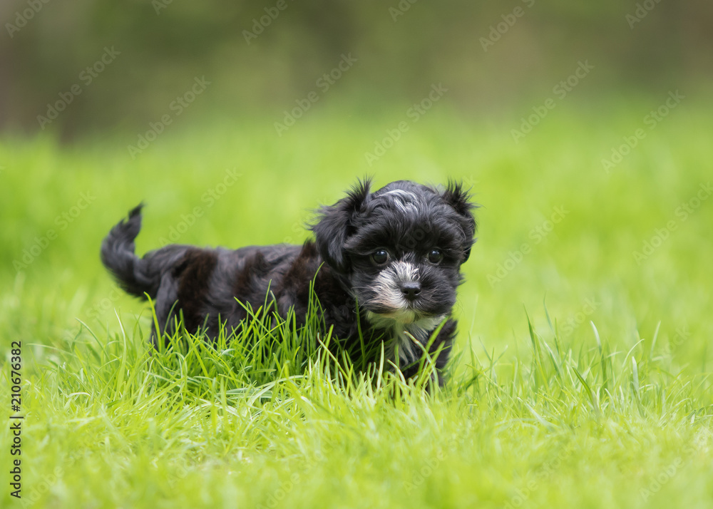 Havanese puppy dog Havanese puppy dog