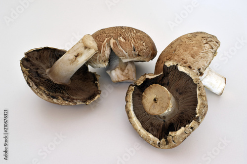 Mushrooms Porto Bello