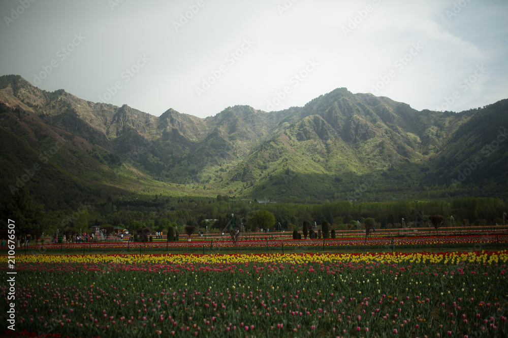 Tulip garden and Himalaya mountains in background