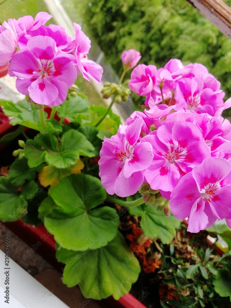 Geranium Geranium