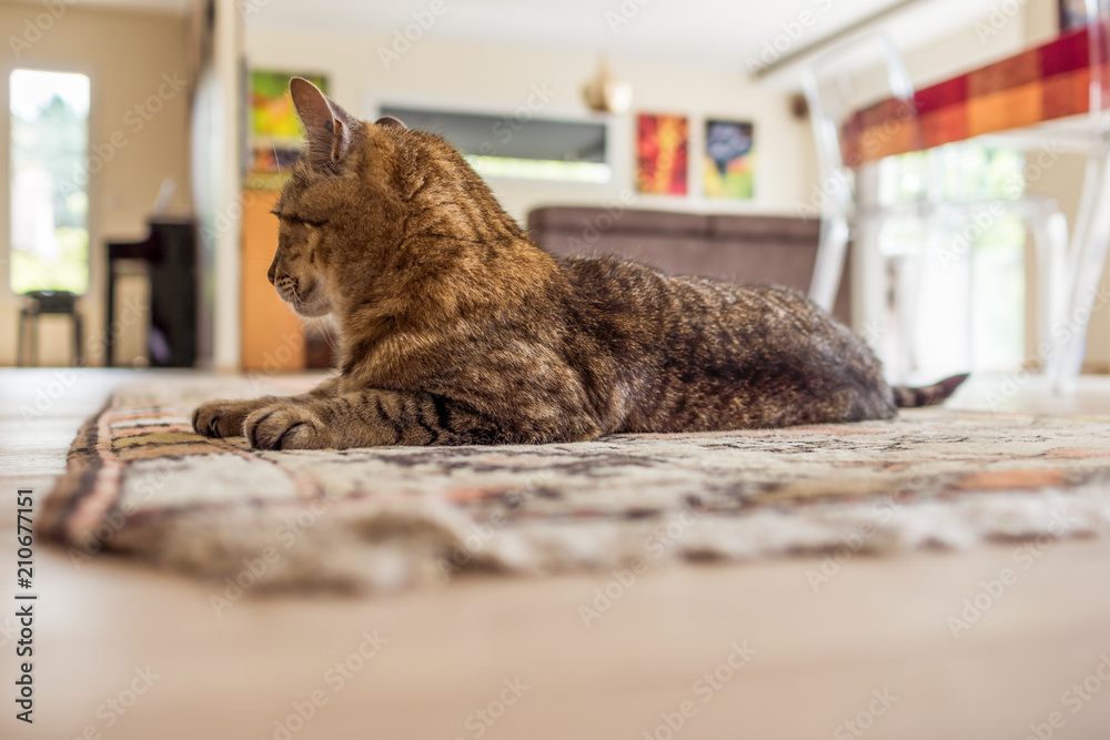 chat allongé sur le tapis Stock Photo | Adobe Stock
