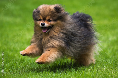 dog pomeranian spitz