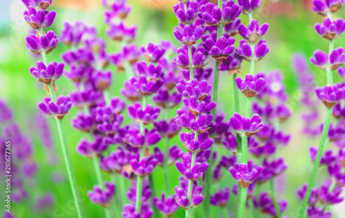 Beautiful violet wild lavender meadow backdrop. A field of purple lavandula herbs blooming in a french provence.