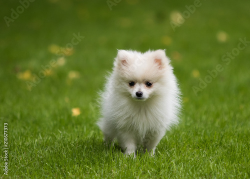 dog pomeranian spitz