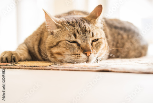 Fototapeta Naklejka Na Ścianę i Meble -  chat allongé sur le tapis
