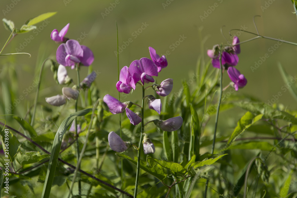 Fiori selvatici