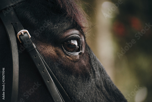 The portrait of a beautiful black horse