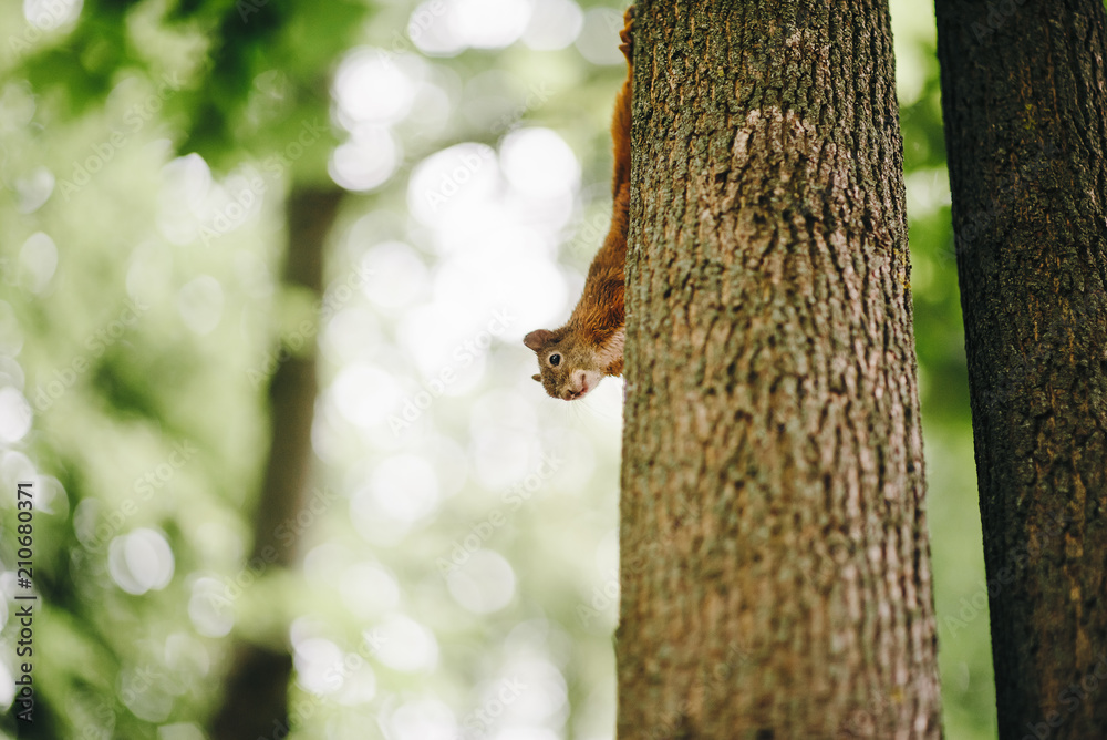Curious red squirrel peeking behind the tree trunk Curious red squirrel peeking behind the tree trunk