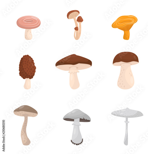 Flat vector set of different kinds of mushroom. Edible and deadly poisonous forest funguses. Elements for book or infographic poster