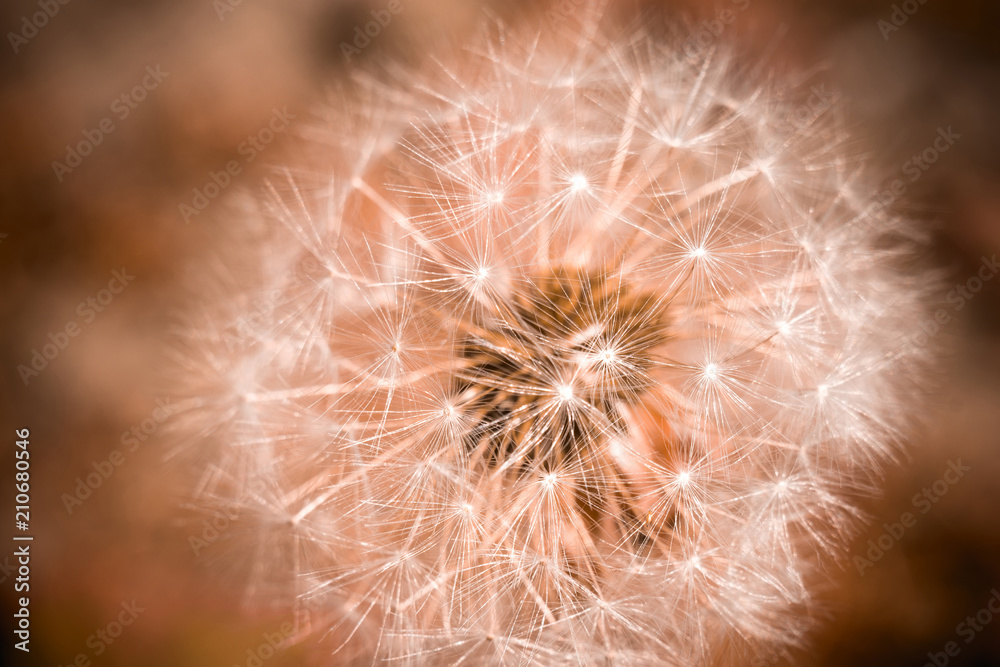 Obraz premium White dandelion macro retro