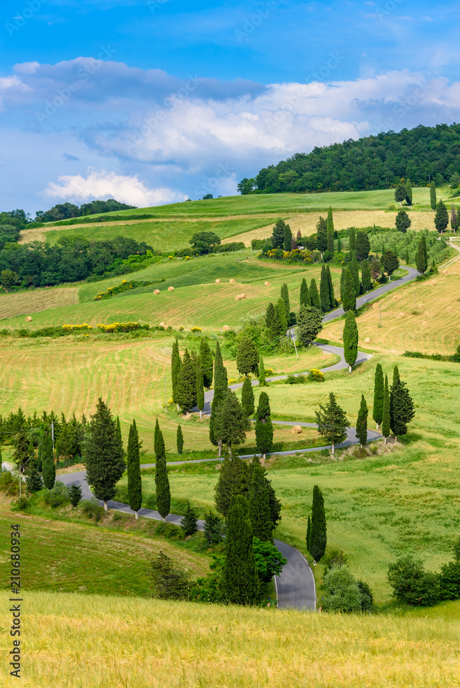 Fototapeta premium Cypress tree scenic winding road in Monticchiello - Valdorcia - near Siena, Tuscany, Italy, Europe.