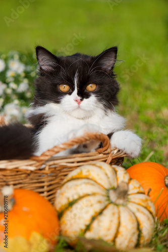 Schwarzweißes Kätzchen in einem Körbchen mit Herbstdekoration