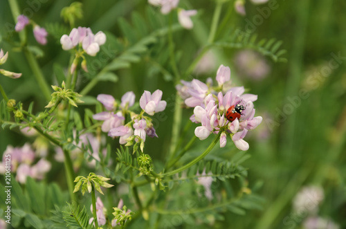 red ladybird on a pink flower