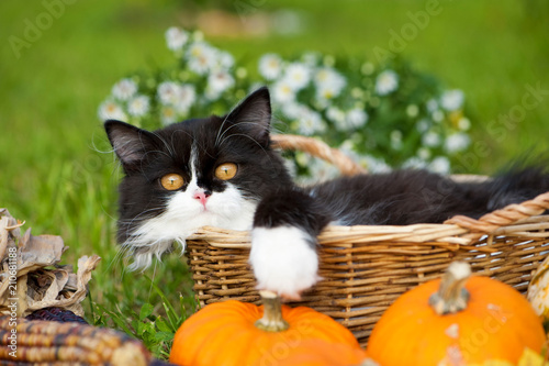 Schwarzweißes Kätzchen in einem Körbchen mit Herbstdekoration