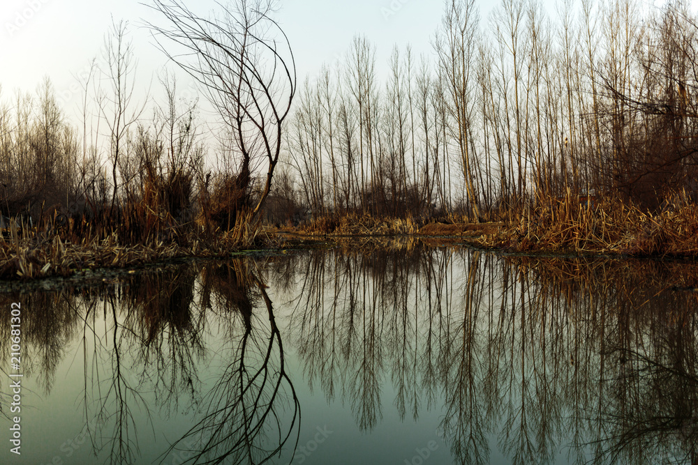Horizon of trees mirror in Dal Lake