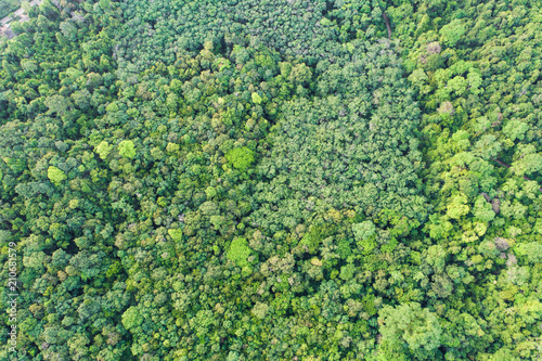 Green nature tropical deep forest