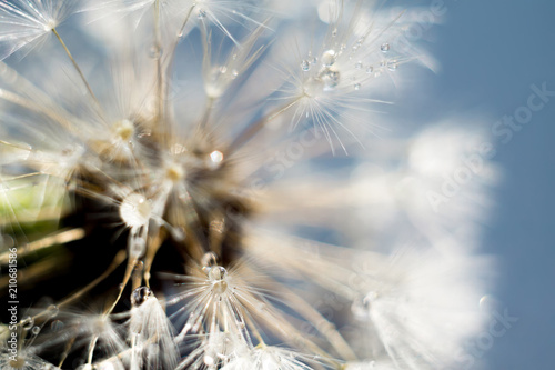 White Dandelion with Water Drops © AnnaPa