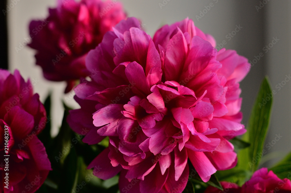 Obraz premium Fresh pink peonies peony roses in a vase on white window, background. Floral blossom wallpaper. Flowers in the room. Card, text, copy space.