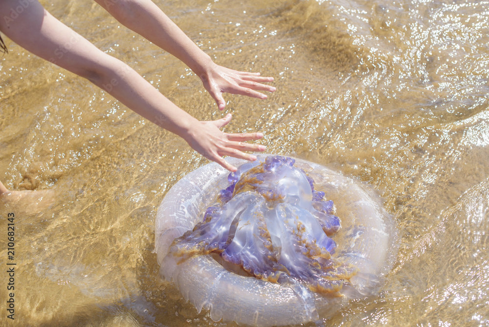 Fototapeta premium huge jellyfish on the beach
