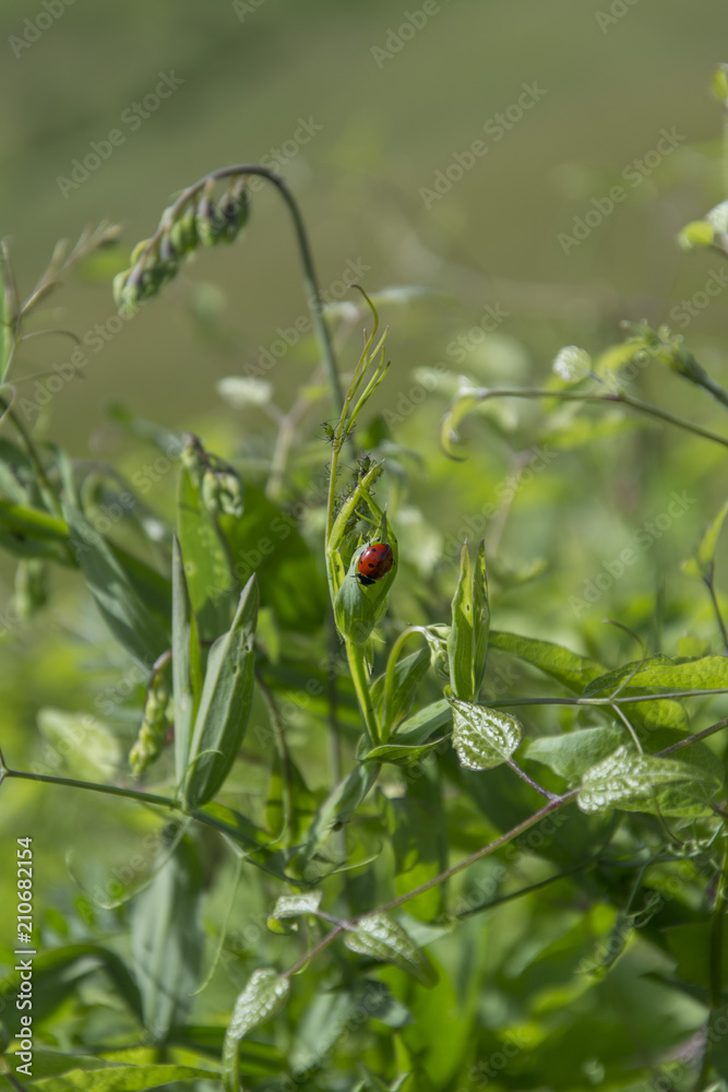 Coccinella