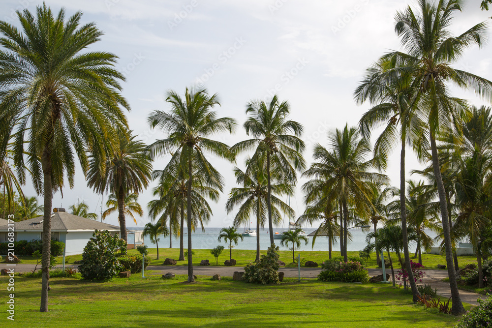 Antigua, Caribbean islands, English Harbour - May 20, 2017: Idyllic tropical palm garden in the the Freeman's bay
