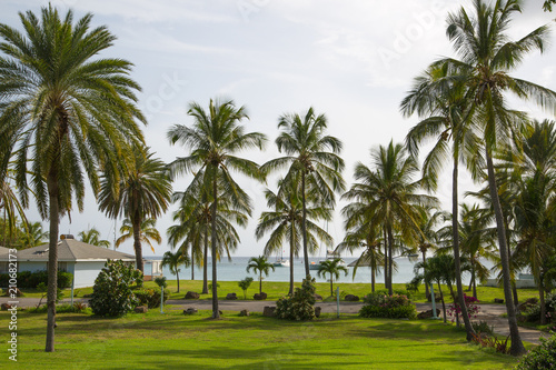 Antigua  Caribbean islands  English Harbour - May 20  2017  Idyllic tropical palm garden in the the Freeman s bay
