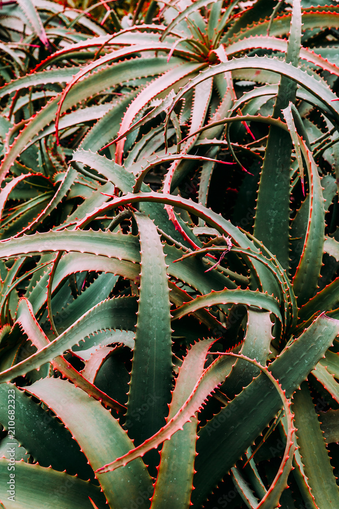 Obraz premium Aloe background. Minimal fashion green