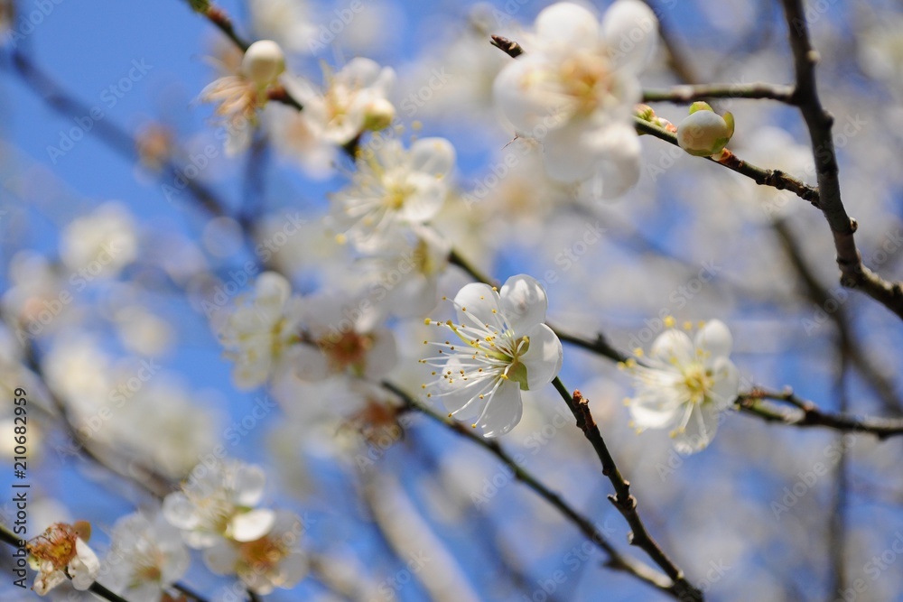 Plum Blossoms in Spring in Nantou, Taiwan Plum Blossoms in Spring in Nantou, Taiwan