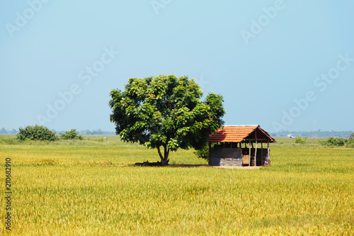 small house near green tree in the middle of a flowering rice field.