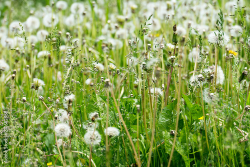White dandelions in the grass