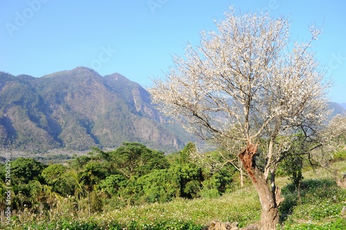 Plum Blossoms and trees in Spring in Nantou, Taiwan