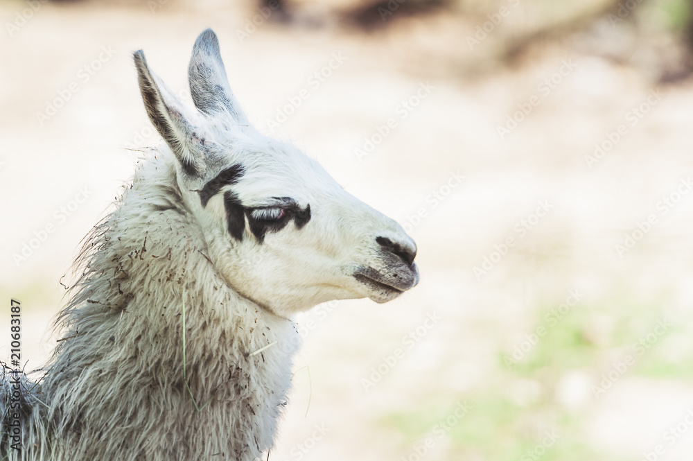 Lama Lama