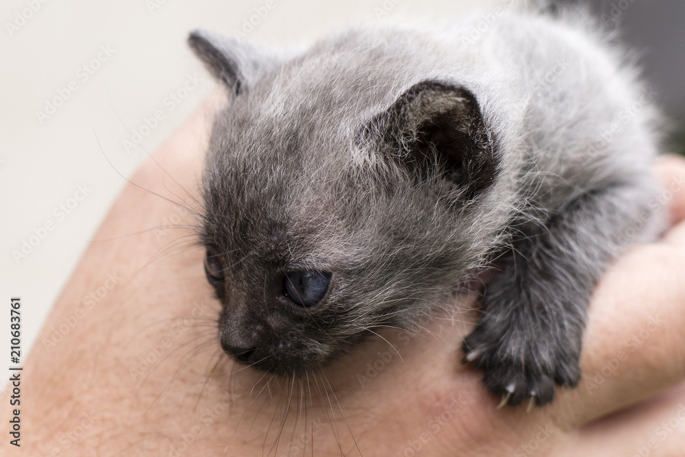Small gray black kitten in human hand.