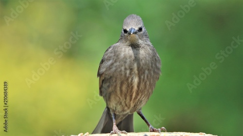 Juvenile Starling
