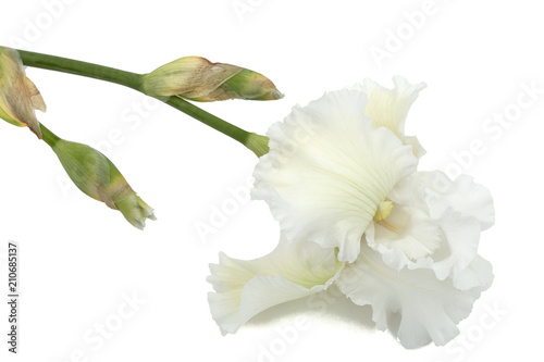 Fototapeta Naklejka Na Ścianę i Meble -  Flower of  white iris close-up, isolated on white background