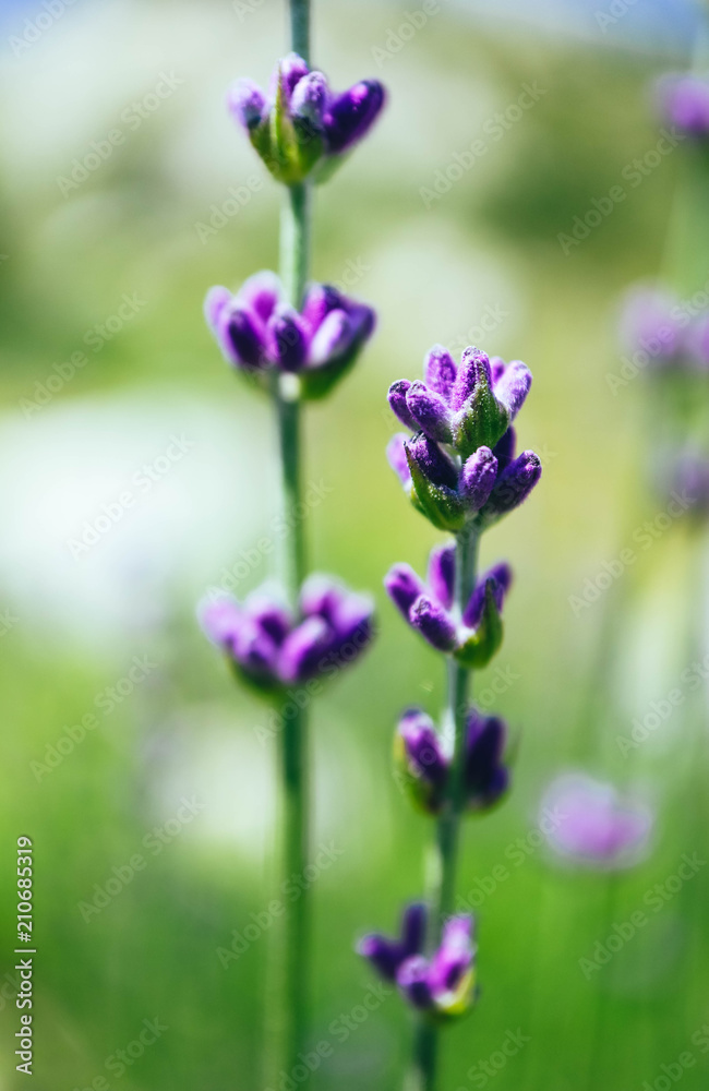 Beautiful single violet wild lavender flower, macro view. A field of purple lavandula herbs blooming in a french provence.