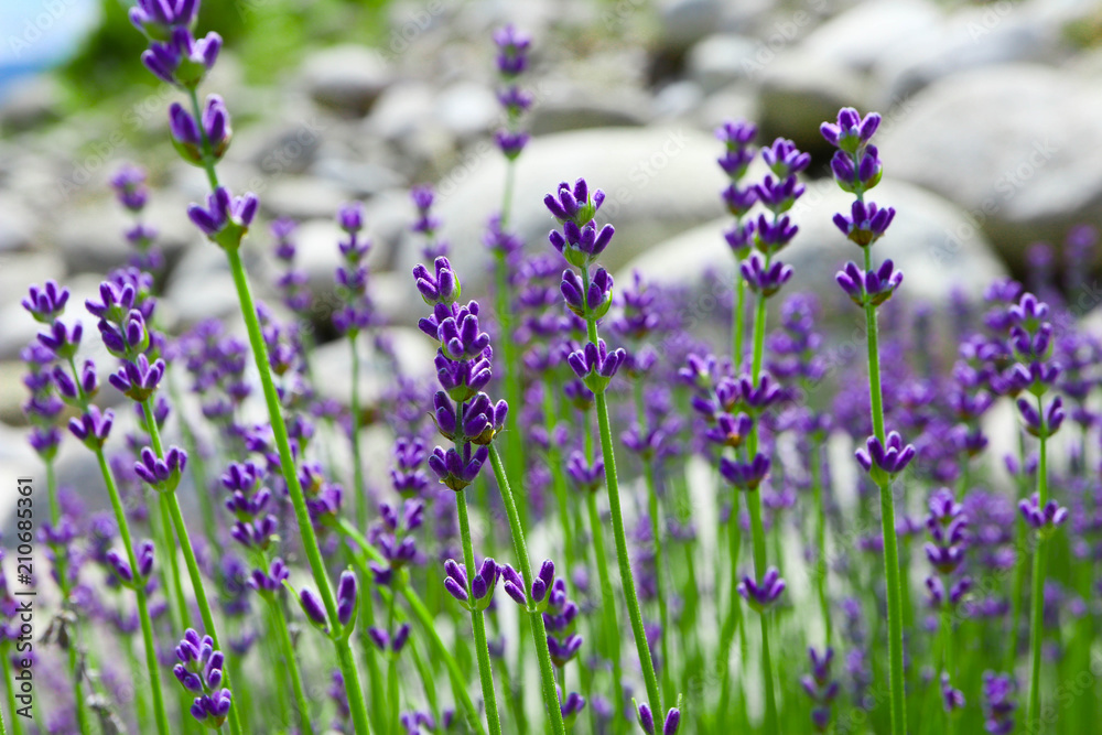 Obraz premium Beautiful violet wild lavender meadow backdrop. A field of purple lavandula herbs blooming in a french provence.
