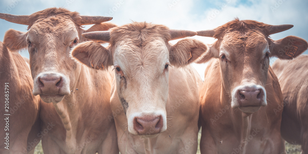 3 vaches rousses de face 3 vaches rousses de face