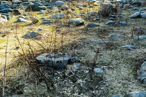 Sunset contrast on grass and stones photo