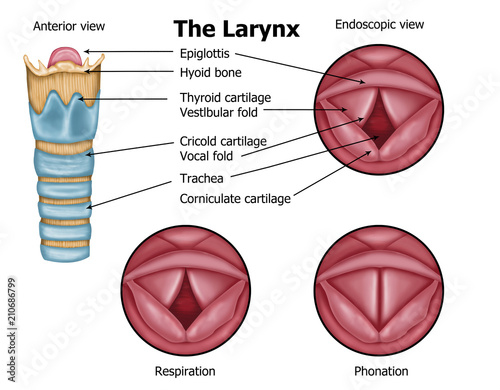 Anatomy of the larynx photo