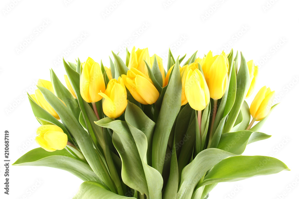 Close-up of a lot of beautiful yellow tulips. Isolated on white background Close-up of a lot of beautiful yellow tulips. Isolated on white background