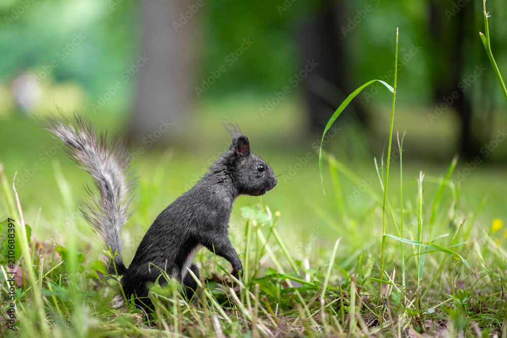 Black and white squirrel during molting is looking around the grass Black and white squirrel during molting is looking around the grass